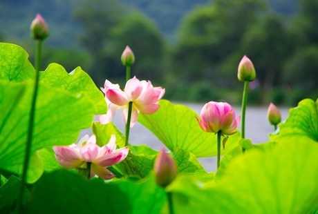 【夢幻蘇杭】蘇州+杭州+上海純玩品質四日游烏鎮西柵、留園、純凈純玩